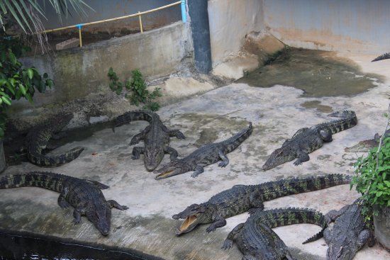 Phuket Crocodile World